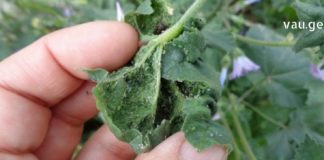 კატაბალახა შველის ფსიქიკურ დაავადებებს. ეს რეცეპტი ნამდვილი ხსნაა!