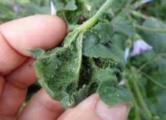 კატაბალახა შველის ფსიქიკურ დაავადებებს. ეს რეცეპტი ნამდვილი ხსნაა!