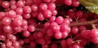 შტოში ავიტამინოზის პროფილაქტიკისთვის უებარია