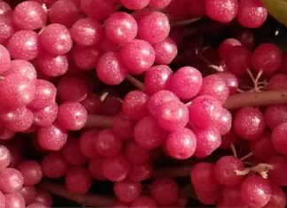 შტოში ავიტამინოზის პროფილაქტიკისთვის უებარია