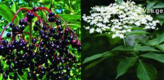 ამ საიდუმლოს ქალებს გაგიმხელთ – დიდგულა ჩემი ცხოვრების განუყოფელი ნაწილია