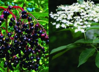 ამ საიდუმლოს ქალებს გაგიმხელთ – დიდგულა ჩემი ცხოვრების განუყოფელი ნაწილია