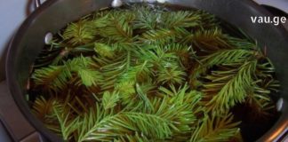 ფიჭვის სამკურნალო დანიშნულება: წაკითხვის შემდეგ აღფთოვანებას ვერ დამალავთ