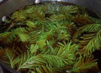 ფიჭვის სამკურნალო დანიშნულება: წაკითხვის შემდეგ აღფთოვანებას ვერ დამალავთ