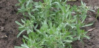 ჭაობის ბერულა – ბუნების საჩუქარი