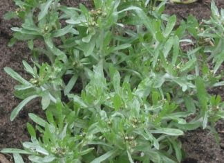 ჭაობის ბერულა – ბუნების საჩუქარი