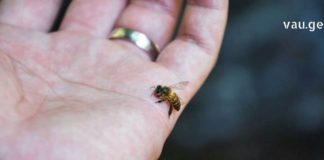 ფუტკრის შხამს აქვს ანთების და ალერგიის საწინააღმდეგო, გამაყუჩებელი მოქმედება