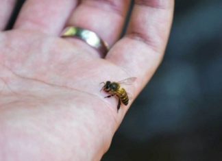 ფუტკრის შხამს აქვს ანთების და ალერგიის  საწინააღმდეგო, გამაყუჩებელი მოქმედება