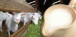 იცოდით, რომ თხის რძე სამკურნალო ყოფილა?