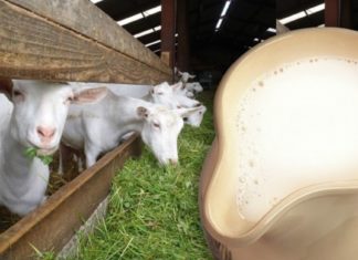 იცოდით, რომ თხის რძე სამკურნალო ყოფილა?