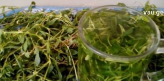 ჩვეულებრივი მატიტელას არაჩვეულებრივი სამკურნალო რეცეპტები. გამოიყენება შარდკენჭოვანი დაავადებების დროს