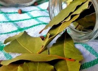 არავითარი ვარიკოზი, მეხსიერების ჩამორჩენა და თავის ტკივილი აღარ იარსებებს ამ ფოთლების წყალობით