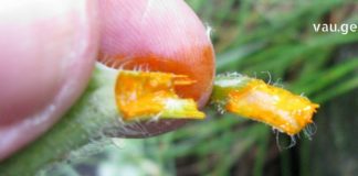 ბევრმა ჯერ კიდევ არ იცის, რომ ქრისტესსისხლას წვენი უებარი წამალია