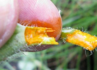 ბევრმა ჯერ კიდევ არ იცის, რომ ქრისტესსისხლას წვენი უებარი წამალია