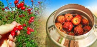 ამ მეთოდით თქვენ შეძლებთ ასკილის სწორად მომზადებას, რათა მაქსიმალური სარგებელი მიიღოთ