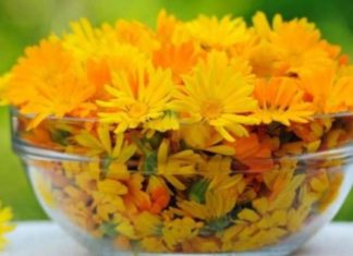 გულყვითელა ბევრი დაავადების მკურნალია- სწრაფად მოქმედი რეცეტები ხალხური მედიცინისგან