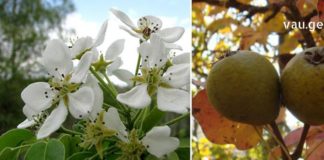 ეს ნაყენი თქვენი მშველელი გახდება მწვავე პროსტატის დროს. დადასტურებული მეთოდია