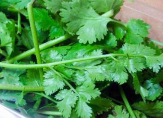 ოხრახუში და ქინძი საუკეთესოდ გამოდევნის თირკმელებიდან კენჭებს და ტოქსინებს