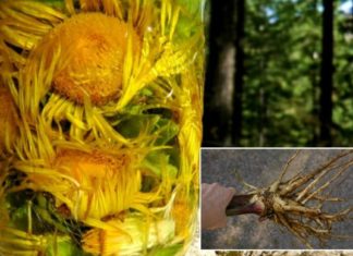 ამ მცენარის ეფექტურობა დადასტურებულია – გამოიყენება ყივანახველისა და ბრონქების სამკურნალოდ, აგრეთვე უმადობისა და გაუვალობის საწინააღმდეგოდ