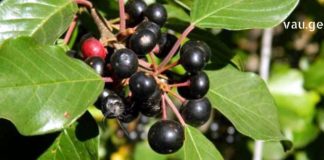 ხეჭრელის ნაყენი საოცარი თვისებებით გამოირჩევა – ამის შემდეგ სამუდამოდ განიკურნებით