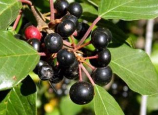 ხეჭრელის ნაყენი საოცარი თვისებებით გამოირჩევა – ამის შემდეგ სამუდამოდ განიკურნებით