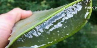 მას შემდეგ რაც ალოე ვერას სამკურნალო რეცეპტები აღმოვაჩინე, აფთიაქში აღარ შევდივარ