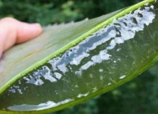 მას შემდეგ რაც ალოე ვერას სამკურნალო რეცეპტები აღმოვაჩინე, აფთიაქში აღარ შევდივარ