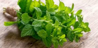 ექიმებმა გაამჟღავნეს რომ პიტნა საოცარ ზემოქმედებას ახდენს ადამიანის ჯანმრთელობაზე