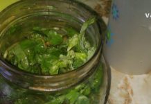 ქრისტესისხლას ბალახი: საოცრად სასარგებლო პროდუქტი, რომელიც მრავალი დაავადების მტერია