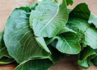 პირშუშხას ფოთლების სამკურნალო თვისებები – მისგან დამზადებული წამალი სასწაულებს ახდეს