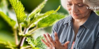 სახსრების ტკივილს ჭინჭარი დაგიამებთ – რეცეპტი, რომელიც ყველამ უნდა იცოდეთ