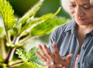 სახსრების ტკივილს ჭინჭარი დაგიამებთ  – რეცეპტი, რომელიც ყველამ უნდა იცოდეთ