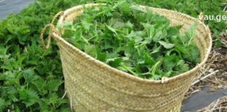 საოცრად სასარგებლო ჭინჭრის ნაყენი: შედეგი შოკის მომგვრელია