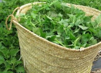 საოცრად სასარგებლო ჭინჭრის ნაყენი: შედეგი შოკის მომგვრელია