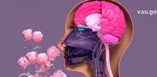 გაიუმჯობესეთ ყნოსვა უმოკლეს დროში ამ საშუალებებით