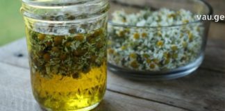 გვირილა : მცენარე რომელიც სასწაულებს ახდენს