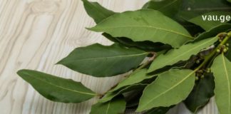 დაფნა ყოველთვის გიშველით : სამკურნალო რეცეპტები, რომელთა მომზადების შემდეგ მადლიერი იქნებით