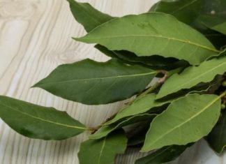 დაფნა ყოველთვის გიშველით : სამკურნალო რეცეპტები, რომელთა მომზადების შემდეგ მადლიერი იქნებით