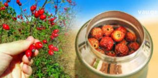 ასკილის ნაყენი თქვენი მშველელია – პირველივე გამოყენებისას დარწმუნდებით ამაში