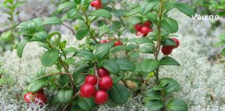 საოცრად სასარგებლო პროდუქტი : წითელი მოცვის ფოთლები მრავალი დაავადების წინააღმდეგ