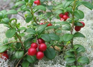 საოცრად სასარგებლო პროდუქტი : წითელი მოცვის ფოთლები მრავალი დაავადების წინააღმდეგ