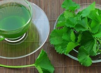 რევმატულ ტკივილებს ისე არაფერი შველის, როგორც ნიახურის ფესვების ნახარში