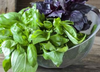 5 მცენარე, რომელიც იზიდავს პოზიტიურ ენერგიას სახლში