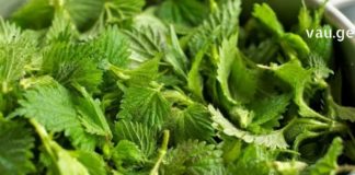 ჭინჭრის ნახარში – ბუნებაში იშვიათი მოვლენაა თავისი სამკურნალო თვისებებით