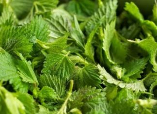 ჭინჭრის ნახარში – ბუნებაში იშვიათი მოვლენაა თავისი სამკურნალო თვისებებით