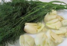 როდის და ფორმით უნდა გამოვიყენოთ კუჭის სამკურნალოდ ნიორი და კამა?! – ამის ცოდნა ყველას გამოგადგებათ