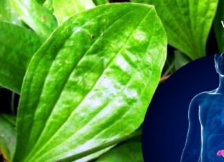 კუჭის წყლულის სამკურნალო რეცეტები – ეს ჩვენი ჯანმრთელობისთვისაა