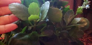 კალანხოე: “ოჯახის ექიმი” და “სიცოცხლის ხე” – გაგიზიარებთ აქამდე უცნობ სამკურნალო რეცეპტებს