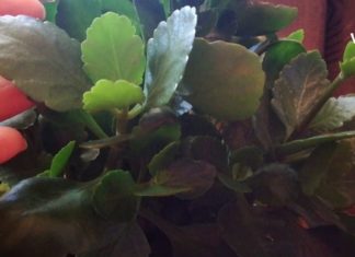 კალანხოე: “ოჯახის ექიმი” და “სიცოცხლის ხე” – გაგიზიარებთ აქამდე უცნობ სამკურნალო რეცეპტებს