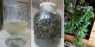 საოცრად სასარგებლო მცენარე : ოქროს ულვაშის ნაყენი და მისი გამოყენება – შედეგი შოკისმომგვრელია!